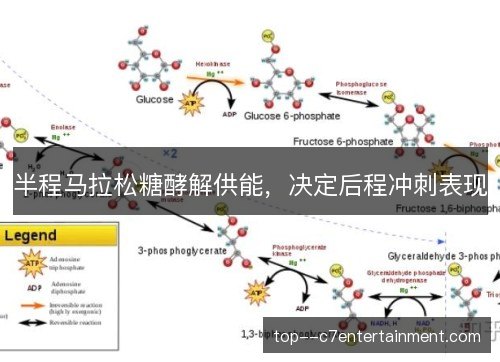 半程马拉松糖酵解供能，决定后程冲刺表现